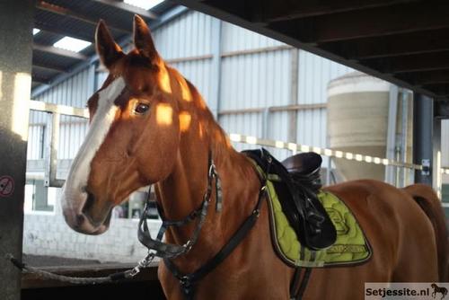 zouditleukstaan's profile picture. setjes voor paarden , of het leuk staat ! druk op de follow knop voor leuke setjes