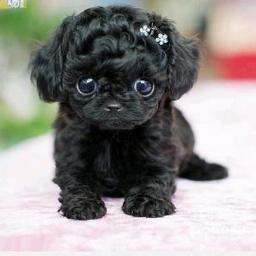 hoi iedereen !!!  ;)