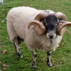 ABNAC07's profile picture. EL HALAL  .LA MOSQUE.LES ENFENTS .LES FILMS ACTONS .LA POLITIQUES .VOIYAGES.