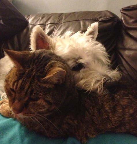 I'm a Westie called Turbo and I have a brother called Schumie - he's a cat though! Together we chase pigeons and I like to bark at the tv!