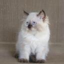 Mavis Jackson - @Jacksonspets - Twitter