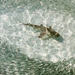 The Aztecs attached strings of chili peppers to their canoes to keep sharks away.