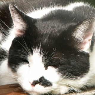 Lover of all things feline. All views are my own.