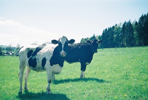 Koebeestband's profile picture. Nederlandstalig muzikaal wezen.
http://t.co/B8hCkBqSeW