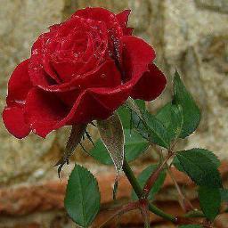 Ahsanallah khan ts,surani,Bannu, kpk PAK      ,                                 Mussafah-m33-Abu Dhabi-U.A.E.                            Ahsan . ts