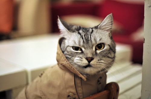 ShireKitty's profile picture. I am a cat of course!! Wished i live in the Shire but i still love my owner, who is @happyclouddash, i like LOTR and cat things,Love Beecake, I am also Scottish