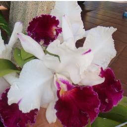 RosalbaInfante's profile picture. INGENIERO CIVIL