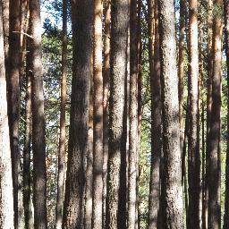 Wewantus's profile picture. Sufrida exfuncionaria perraflauta republicana y feminista que sueña con un mundo mejor. Con Podemos a muerte.