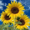 vanessa aragon  - @vanessaaragon13 - Twitter