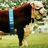 FreeTownHfds's profile image