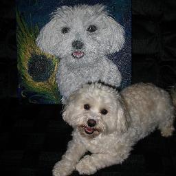 I lost the love of my life, Romeo, on December 4, 2020 from severe IBD/Protein Losing Enteropathy, and Lymphangiectasia.