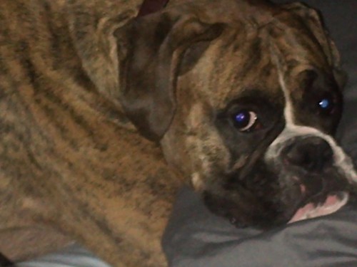 JMG610's profile picture. Die hard NASCAR Fan.  Joey Logano is my fav.  Proud momma to a beautiful Boxer dog named Blue, a/k/a Semper Fi's Baby Blue Marine.  #NASCARFOLLOWBACK