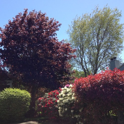 Alleged discrimination, defamation & fraud by the former Country Club Condos HOA & Property Management Case 19CV52494 Washington County Oregon RICO ©2013-2024