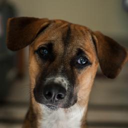 Call me Little. I am an Indian Pariah Dog. Born in the gutter on a street in Calcutta I was rescued at 5 weeks old. This is my life :)