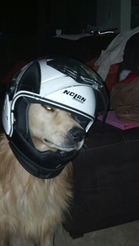 alxrivas's profile picture. perro del espacio