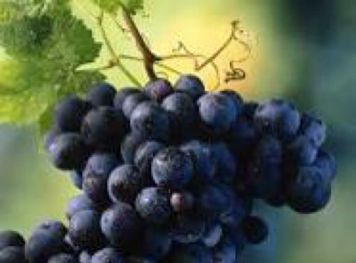 Vinonuevogroups Profile Picture