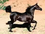 Todo tipo de información acerca de caballos. Un caballo triunfa cuando se le ha enseñado el camino para ello.