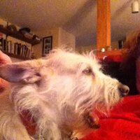 lisa heffelfinger (@lheff) 's Twitter Profile