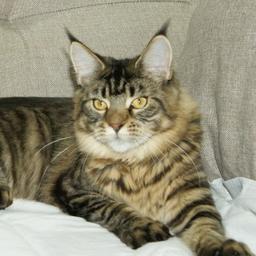 Питомник мейн-кунов Lilium  maine coon cattery #мейнкун #cats #котята #mainecoon