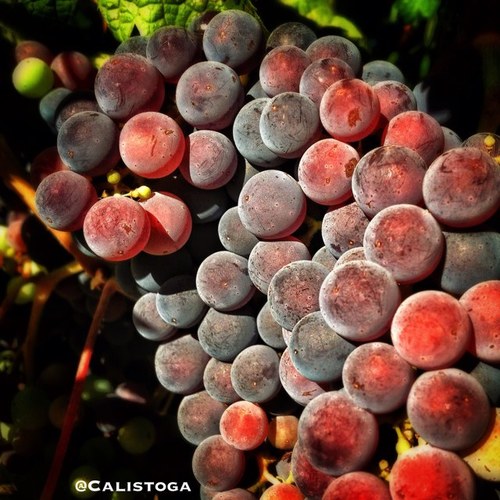 Explore @CalistogaAVA & Napa Valley wine! Follow Peter Stetson @Calistoga