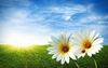 The wise man does not calculate the odds. He sets his goal and then achieve it. Lao Tse