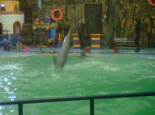 dolphino menari cantik