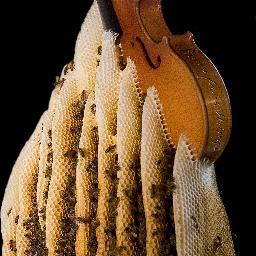 Bows for Strings: Since 1998 Workshop servicing stringed instruments for musicians. High quality instruments of the bowed string family.