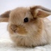 RabbitMQ meets Ruby (@rubyamqp) Twitter profile photo RabbitMQ meets Ruby (@rubyamqp) Twitter profile photo