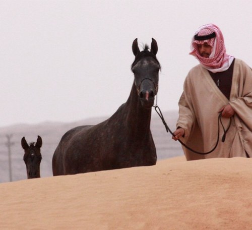 MZMtamimi's profile picture. متفائل لأبعد حد| محب للخيل العربية| شغوف بكل ما يعنى بشؤونها