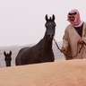 MZMtamimi's profile picture. متفائل لأبعد حد| محب للخيل العربية| شغوف بكل ما يعنى بشؤونها