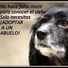 activismo por los derechos de los animales..
 basta ya del maltrato animal...
 pasion por los animales...