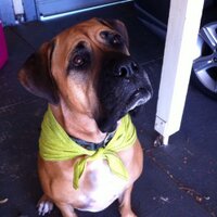 Sarah Steed (@skatesteed) 's Twitter Profile