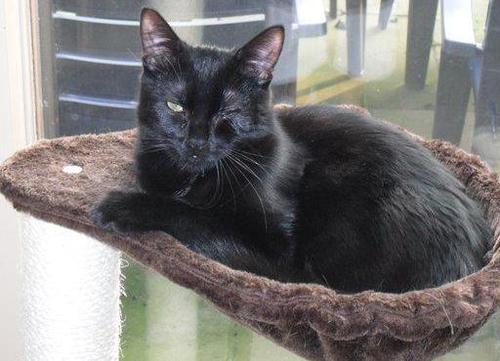 Bertus Brutus Bertholomeus the 1st - We cats our absolute individuals with a mind and principals of our own especially about the humans we own