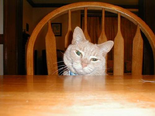 roniholzer's profile picture. 