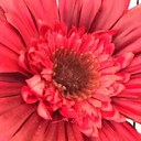 danielle legare - @daniellethebird - Twitter