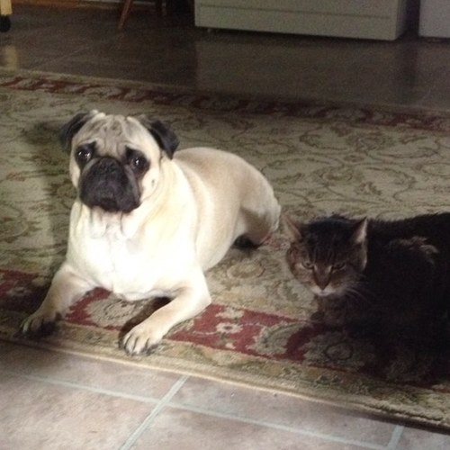 yoda pug yoda pug snortnfart yoda pug yoda pug snortnfart