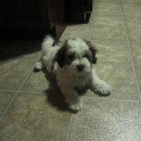 Julie Poulin (@juliepoulin22) 's Twitter Profile