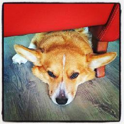 Hi, I am a Corgi that lives at the Dutch coast. Hobbies are food, food and food ;)
I must say I am very cuddly.