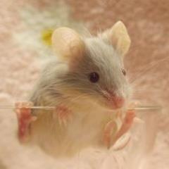 基本的に動物はなんでも好き。本年より熱帯植物沼にハマる。 趣味はイロイロ広く浅く。動物園、水族館、博物館、美術館大好き。つぶやきは愚痴多め。ニャンコを溺愛中。足音すら愛しい。