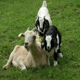 Goodness Grows Farm Profile