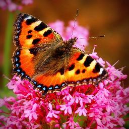 calo_type's profile picture. 