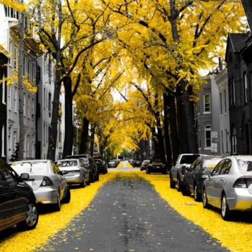 Magic_Scarf's profile picture. 