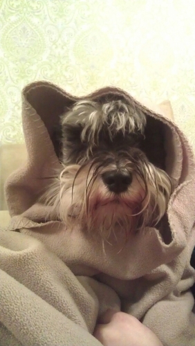 silverbakshaker's profile picture. 