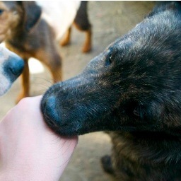 hungrypetsclub's profile picture. When people go hungry, their pets do too. Help us raise awareness about the need for pet food relief across America.