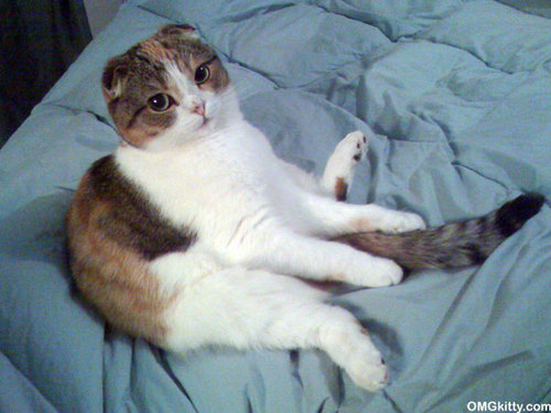OMGkitty's profile picture. I'm a cute cat! LOL!