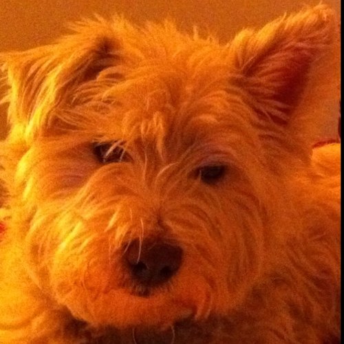 Likes: Attention, sleeping, walks, games, ball, car. Dislikes: Bath, postman, dogs on TV, birdies. In 5 words: Good, most of the time.
All views are my own.