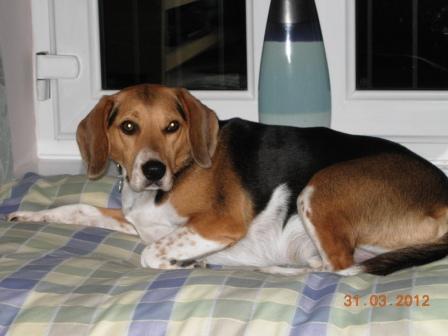 I enjoy eating, creating bio-hazards, eating, sleeping, eating, destroying toys, eating and generally being a Beagle. Please follow me...