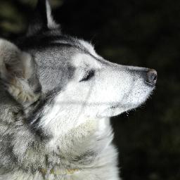 TresVecesHeavy's profile picture. Metal y no pierdan el tiempo!