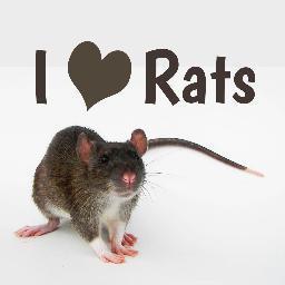 RatsRattery's profile picture. I am an Arizona Rat breeder.  I am very happy to be breeding again. Even more happy to have some great pets!!