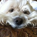 Liz Dolan - @jrzdolan - Twitter